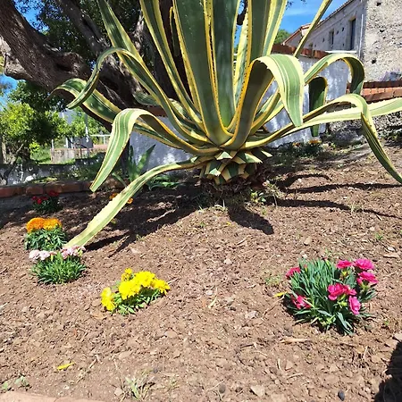 Pian Delle Vigne * Praia a Mare