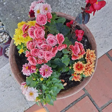 Bed and breakfast Pian Delle Vigne *